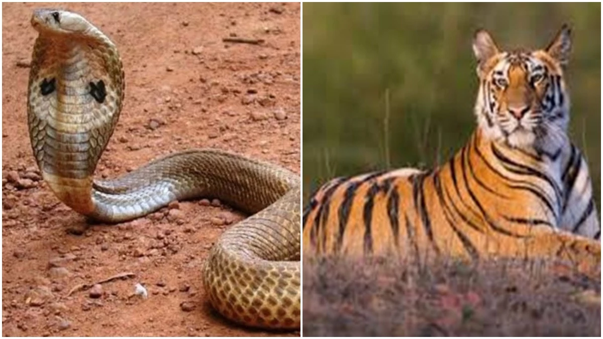 Instead of King Cobra, Karnataka will give tiger tigress pair to Madhya Pradesh, Indore Ju