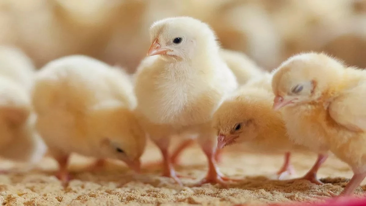 When the chicken chickens were left out of the enclosure at night, the husband killed his wife