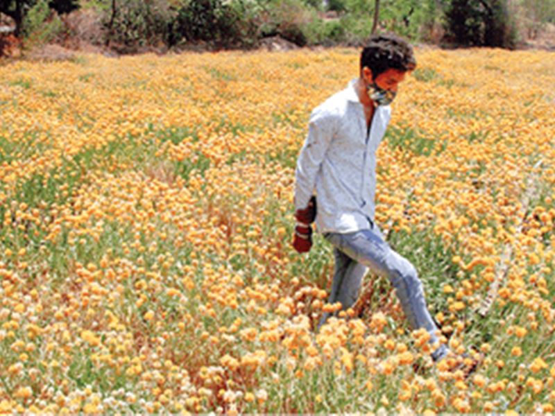 Flowers Field in Indore फूल को भी चुभा कोरोना का शूल किसान त्रस्त