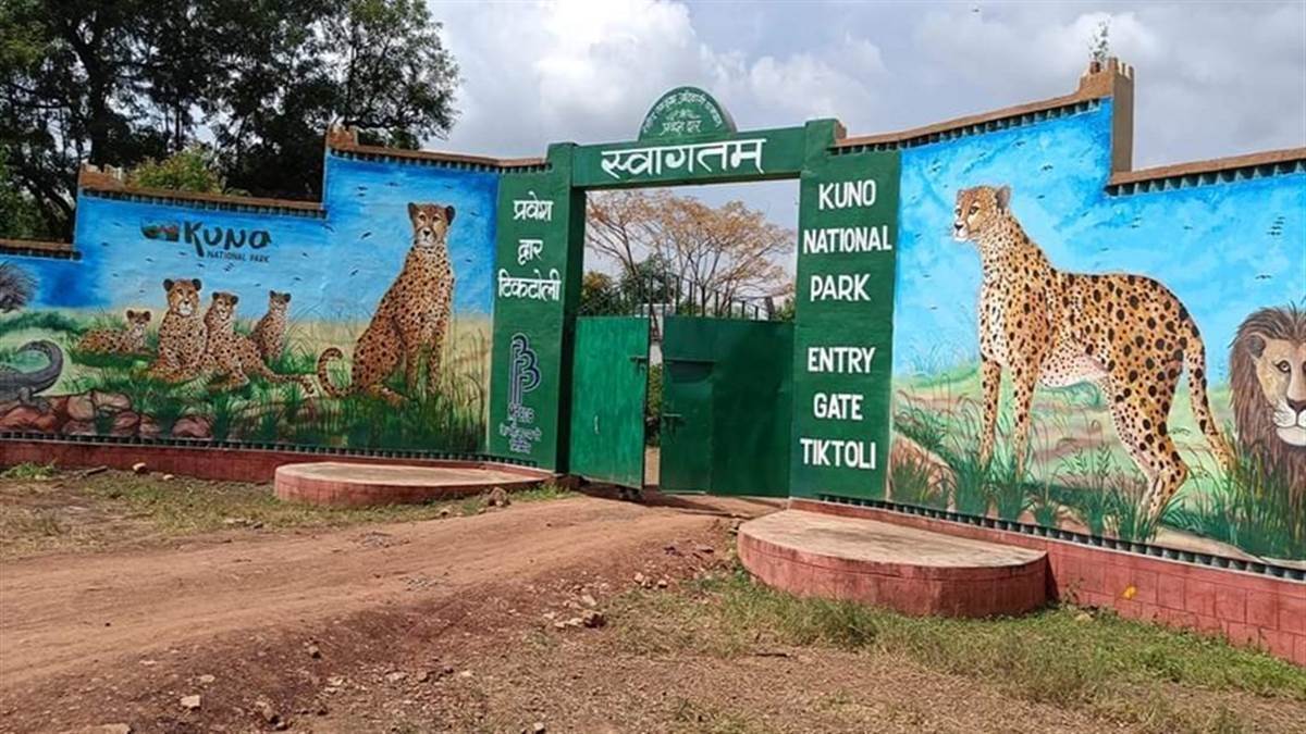 Kuno National Park: कूनो नेशनल पार्क में कर्मचारियों के 50 पद खाली, चीतों की सुरक्षा पर सवाल