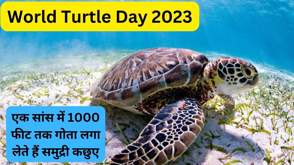 World Turtle Day 2023: डायनासोर के भी पहले 20 करोड़ साल से धरती पर हैं कछुए, जानें रोचक जानकारी