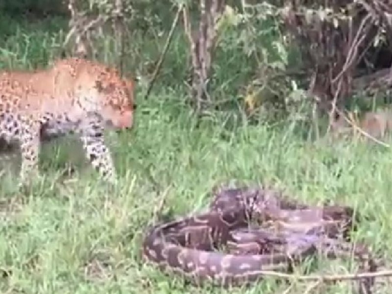 Viral Video Leopard Clashed With Python To Save Children People Watching The Video Said Mother Is Great