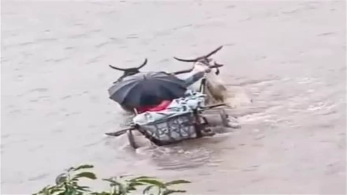 VIDEO Rain in Betul उल्टीदस्त से पीड़ित महिला को बैलगाड़ी से उफनती