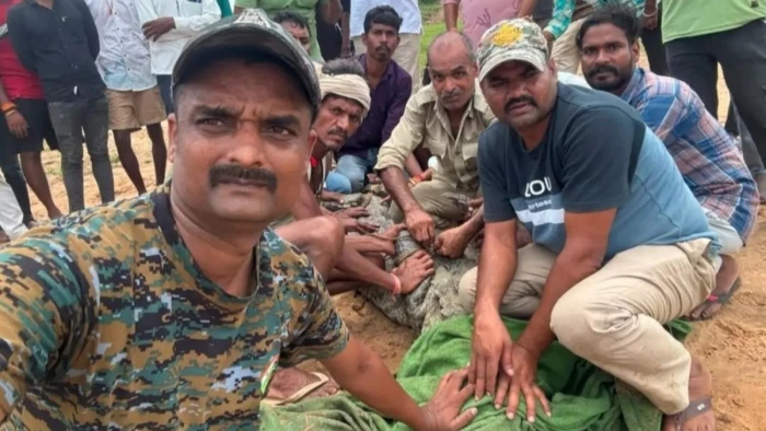 सीधी में नदी के तेज बहाव में 11 फीट लंबा तो उमरिया में पुल पर आया मगरमच्छ, गांव के पास दिखने से लोग डरे