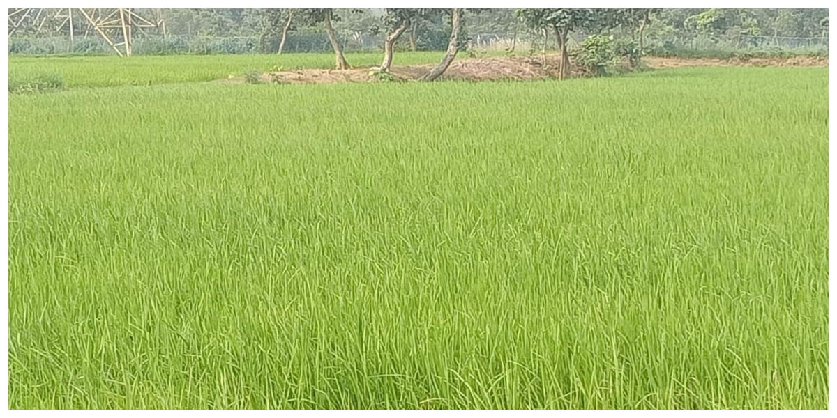 वर्षा थमते ही खेतों में सक्रिय हुए कीट और खरपतवार, कोरबा के किसानों की बढ़ी चिंताएं