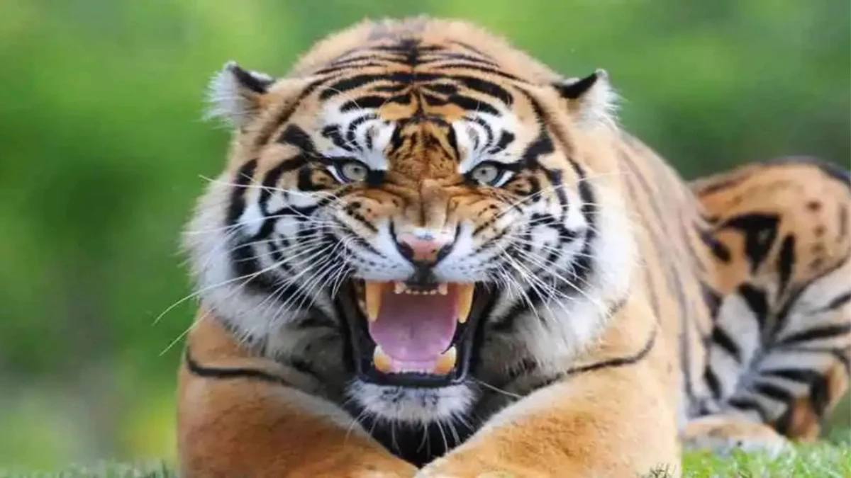 Bandhavgarh Tiger Attack: झाड़ियों में छिप कर बैठा था बाघ... किसान पर किया हमला; गांव में दहशत का माहौल