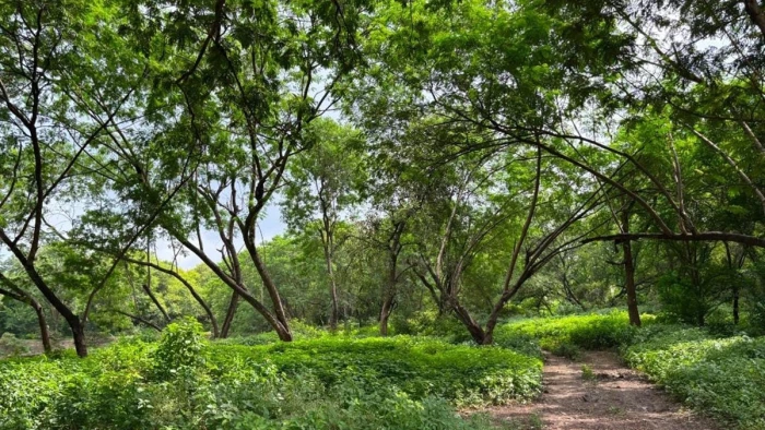 इंदौर में 70 साल से ज्यादा पुराने पेड़ों को हरित धरोहर घोषित करने की मांग, इनके पास से हटें पेवर ब्लॉक