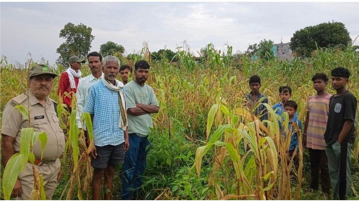 बालाघाट में खेत में काम कर रही थी महिला, घास के बीच में बैठे तेंदुए ने किया हमला