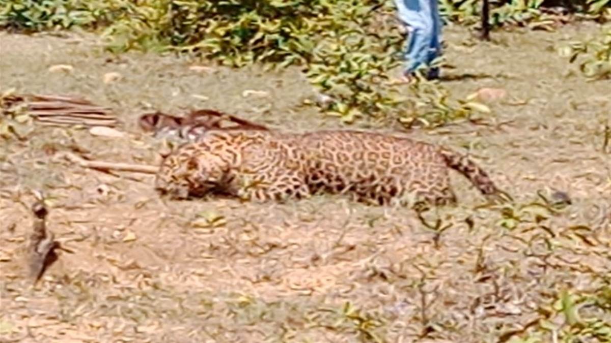 Balaghat News : जंगली सूअर का शिकार करने बिछाए थे करंट तेंदुए की हो गई मौत