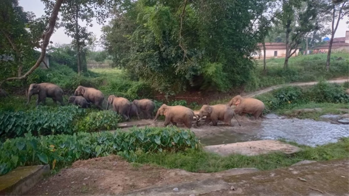 रेलवे ट्रैक, सड़क ही नहीं कब्र के पास भी विचरण करते हैं हाथी