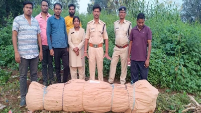मक्का-तुअर की खेती की आड़ में हो रही थी गांजे की खेती, ड्राेन ने बताया सुराग