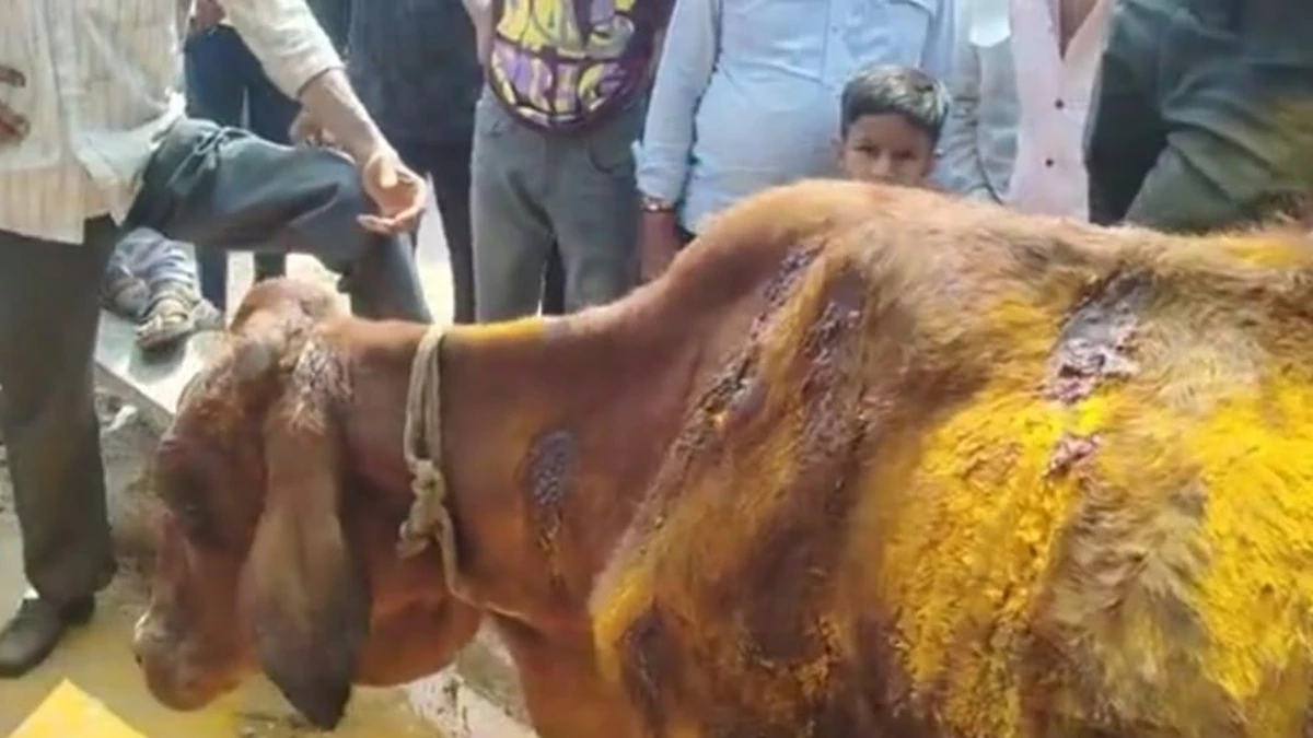 भिलाई में गोवंश को 50 से ज्यादा बार चाकू से गोदा,  हिंदूवादी संगठनों ने किया थाने का घेराव