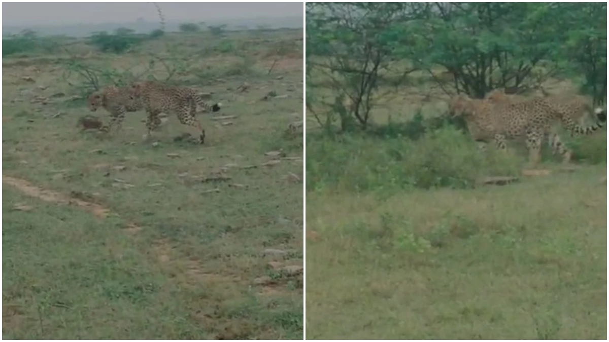 जंगली सुअर के बच्चे के पीछे दौड़ लगाते दिखे चीते, गांव वाले बनाने लगे वीडियो