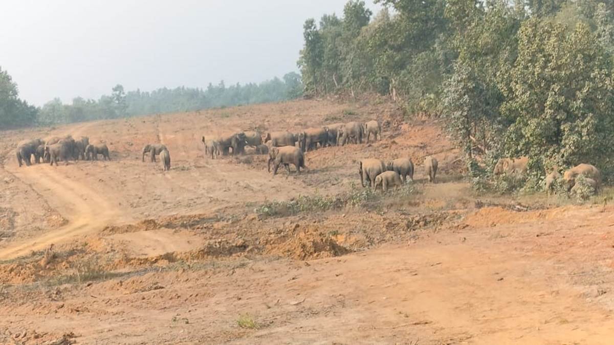 हाथी के बच्चे की मौत के बाद 58 हाथी के दल के छात्र रेंज में तारीख, मानव द्वंद रोक के लिए वन विभाग की टीम कर रही है मुनादी, नींद से भी नजर रख रही है