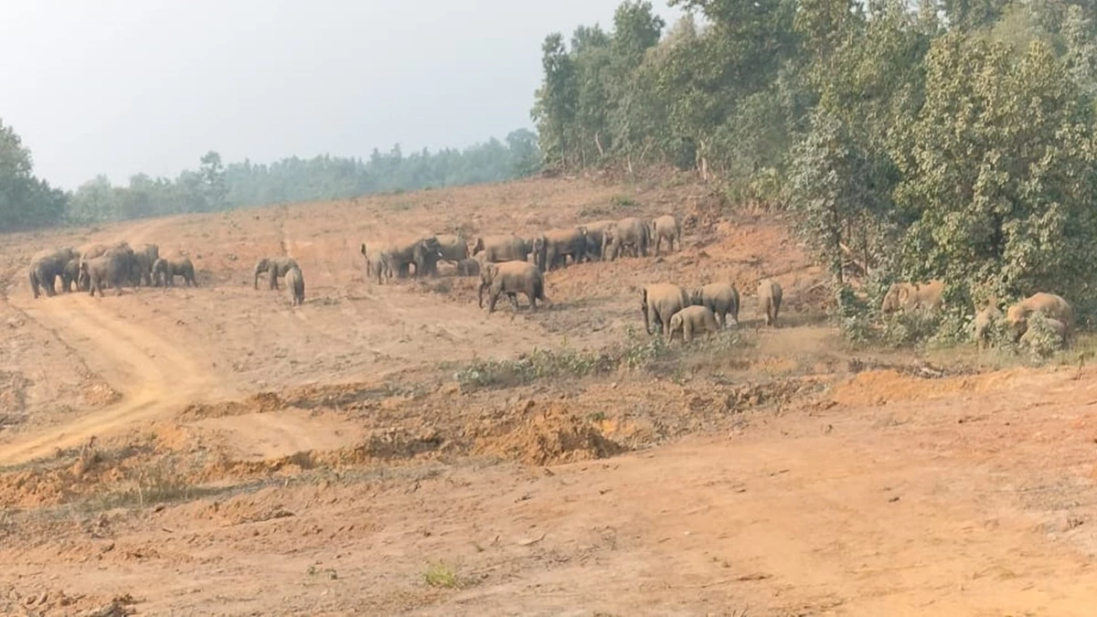 हाथी के बच्चे की मौत के बाद 58 हाथियों का दल छाल रेंज में डटे,  मानव द्वंद रोकने के लिए वन विभाग की टीम कर रही है मुनादी, ड्रोन से भी  रख रहे है नजर