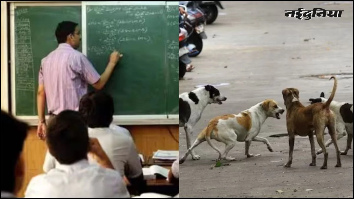 पढ़ाने के साथ आवारा कुत्तों पर भी नजर रखेंगे स्कूल टीचर, छत्तीसगढ़ में अनोखा सरकारी आदेश, मचा बवाल