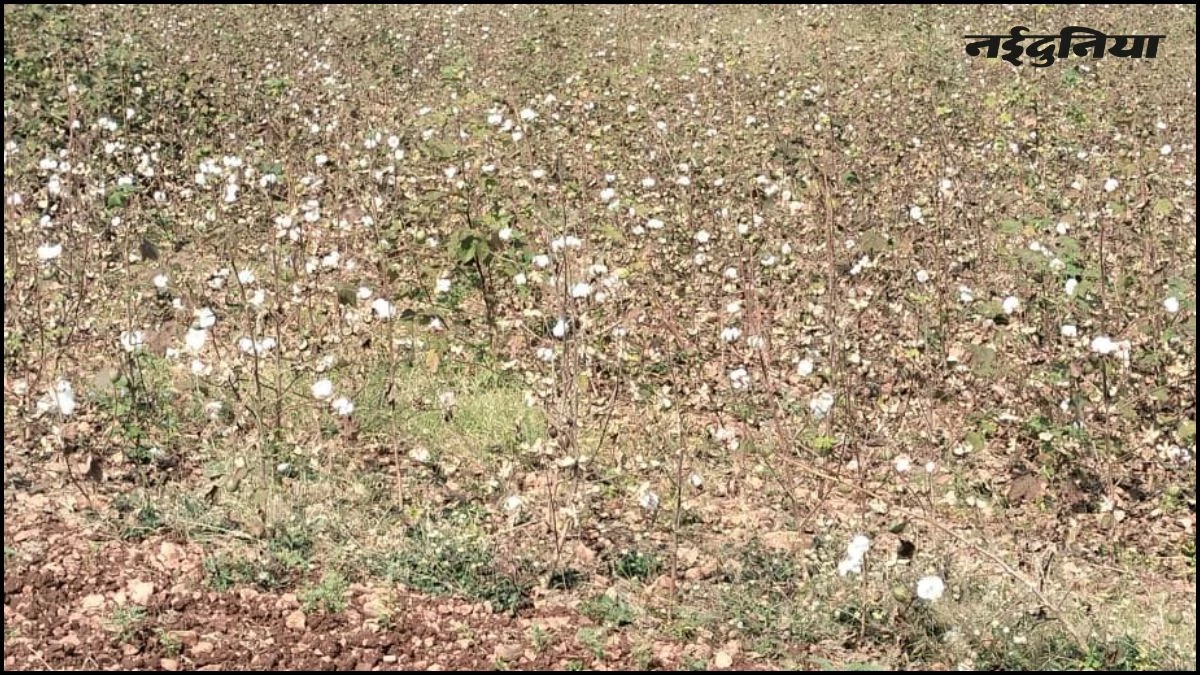 खेतों में खिल रहा ‘सफेद सोना’, लेकिन कम भाव से किसानों में छाई मायूसी