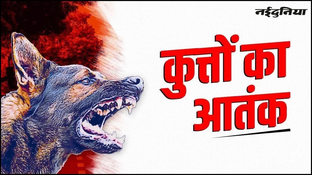 Indore के सेंधवा में पागल कुत्ते का आतंक, 7 लोगों को बनाया शिकार, 4 की हालत गंभीर