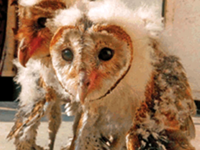 Barn Owl Pair Found Near Bhopal They Can Eat 25 Thousand Mice In A Year