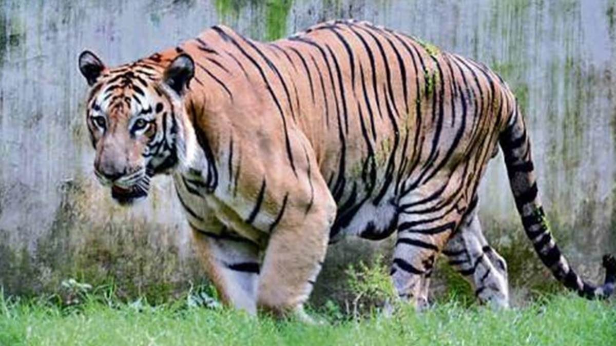 MP News: बाघों की संख्या बढ़ाने पर पेंच पार्क को टाइगर कंजर्वेशन और सतपुड़ा को संरक्षण उत्कृष्टता पुरस्कार