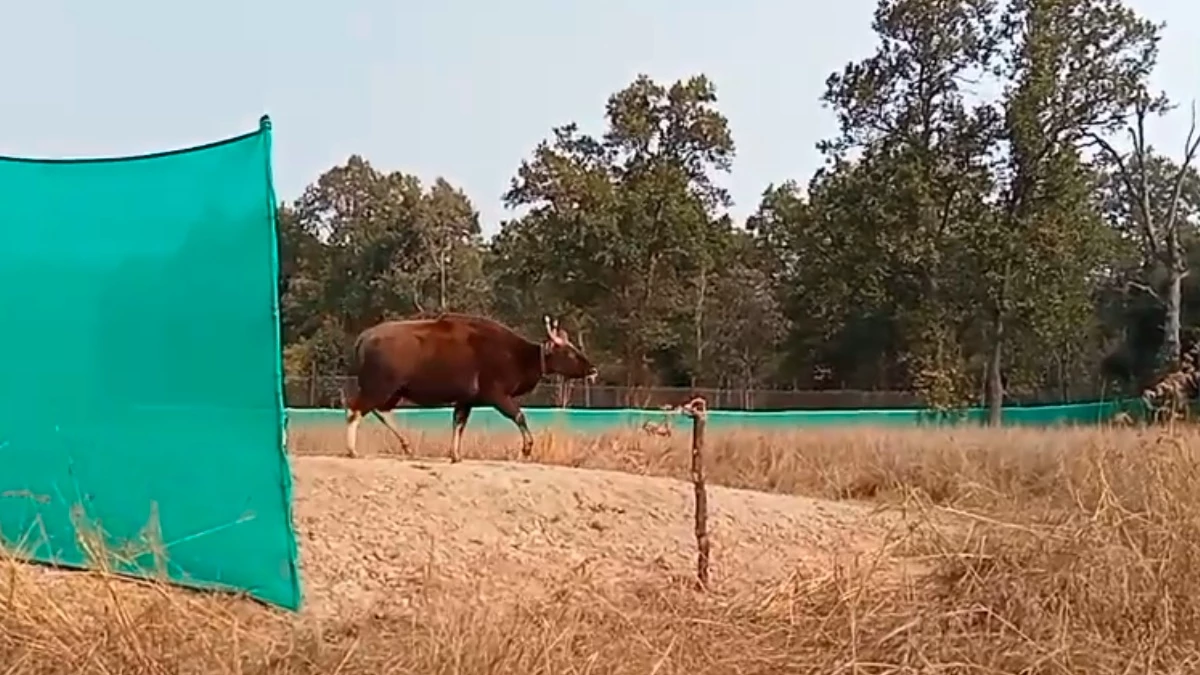 बांधवगढ़ टाइगर रिजर्व में छोड़े गए 8 भारतीय गौर, सतपुड़ा टाइगर रिजर्व से यहां किया गया शिफ्ट