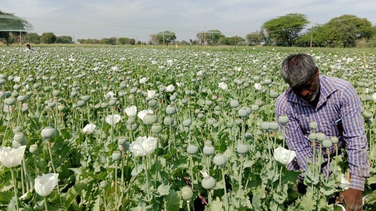 Opium Poppy CropS mandsaur lok sabha