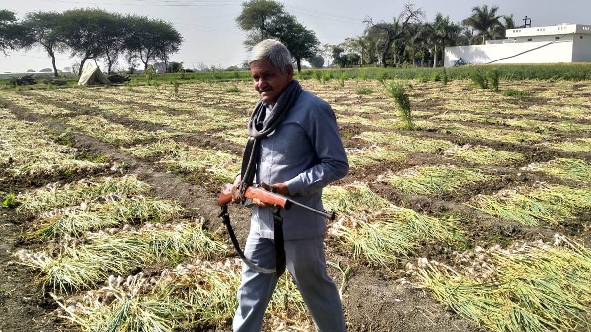 Garlic Price: लहसुन की फसल की रखवाली के लिए खेतों में सशस्त्र गार्ड तैनात, सीसीटीवी कैमरे लगाए