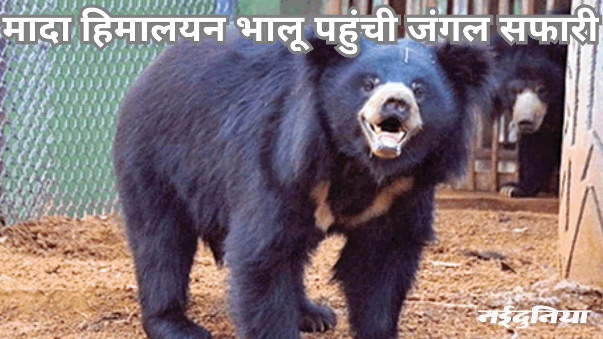 नगालैंड से रायपुर के लिए लेकर निकले दो हिमालयन भालू, एक ही पहुंचा जंगल सफारी