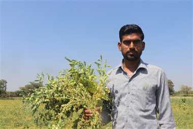 निमाड़ का युवा दुबई भेज रहा जैविक खेती का गेहूं