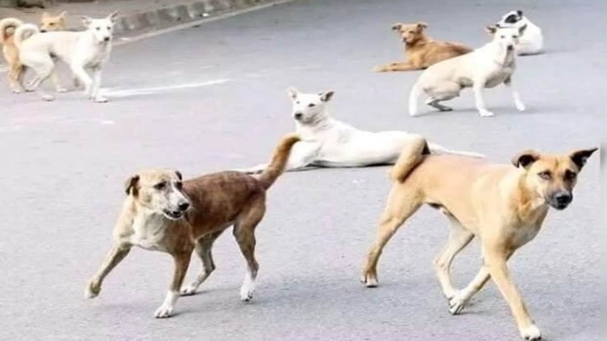 Dog Attack in Mandsaur: कुत्तों के हमले पर नियंत्रण के लिए मंदसौर जिले में लगाई धारा 144