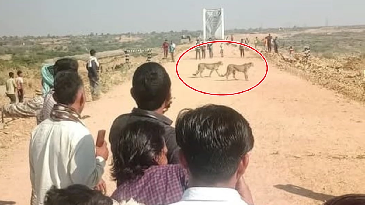 कूनो से बाहर निकले 5 चीते... बछड़े पर किया हमला तो ग्रामीणों ने मारे पत्थर-लाठी, बोले सामने नहीं मारने देंगे