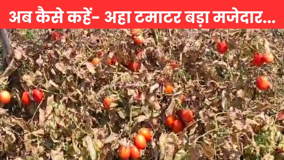 Tomato Price: किसान 2 रुपये किलो में बेच रहे टमाटर और आपको मिल रहे 20 रुपये किलो