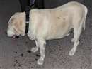 Sniffer Dog Stolen Tikamgarh: पुलिस ने अपना स्निफर डाग बरामद किया, 5 आराेपित गिरफ्तार, गाड़ी भी जब्त