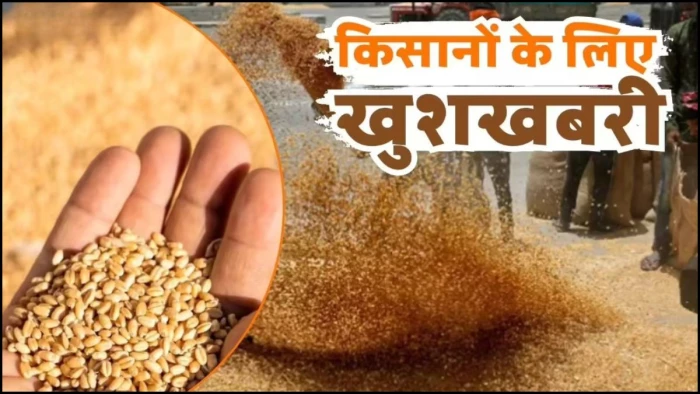 MP में गेहूं खरीदी की बढ़ी सीमा और तारीख, अब 9 मई तक होगा उपार्जन, शनिवार को भी खुलेंगे केंद्र