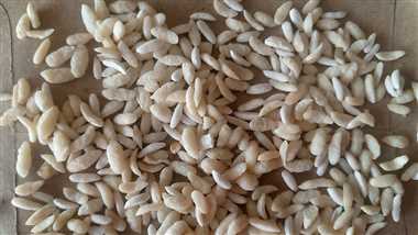 शहपुरा क्षेत्र की उचित मूल्य दुकानों में भेजा जा रहा घटिया चावल