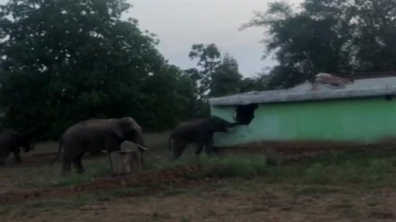 Korba News: पसान के खोडरी व भर्रापानी में हाथियों ने तोड़े दो मकान