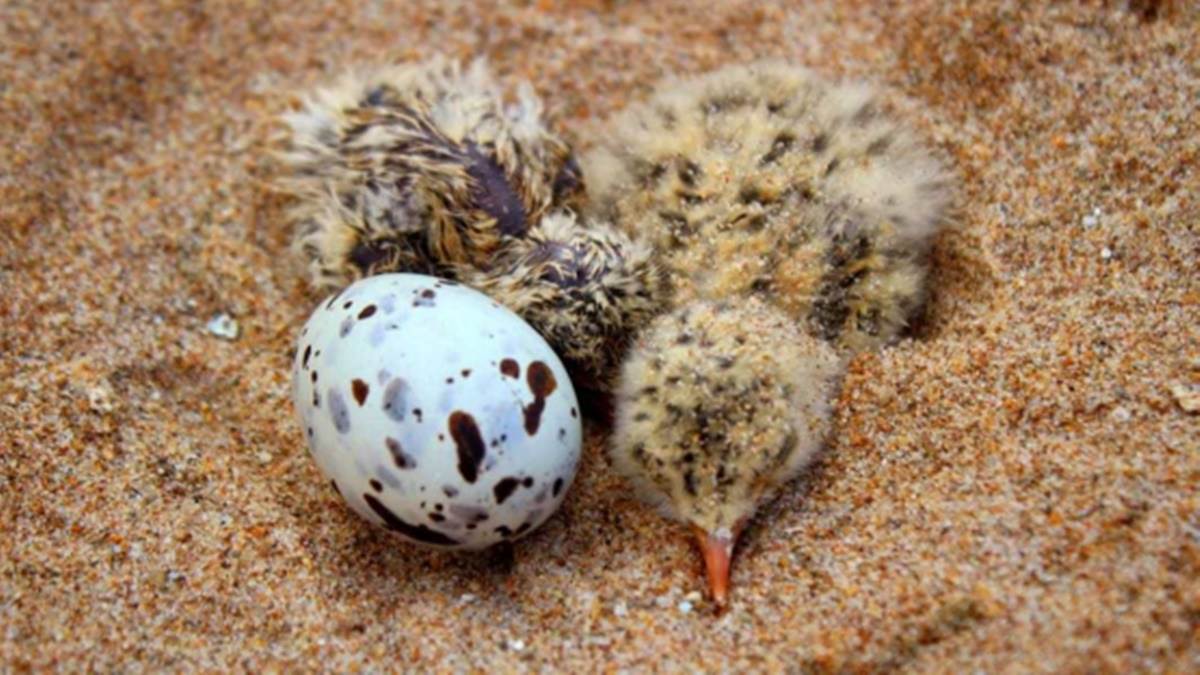 Bhind News:  चंबल नदी के रेतीले टापुओं पर इंडियन स्कीमर के अंडों से निकले चूजे
