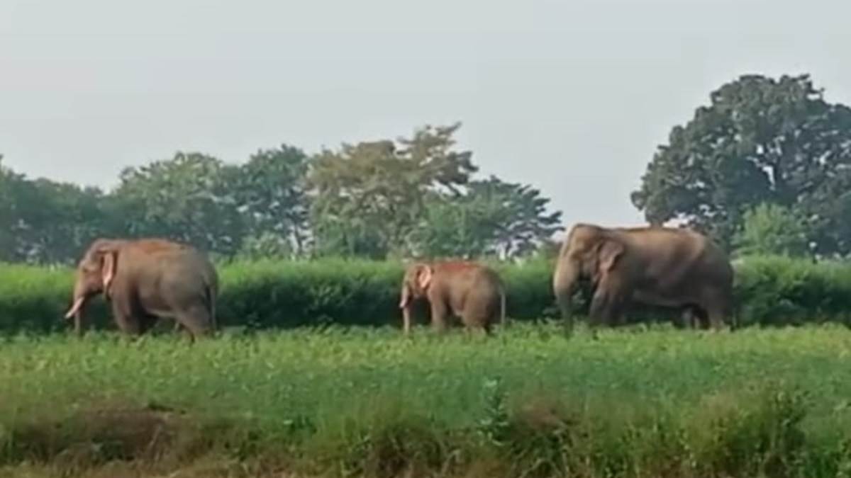 Elephant Attack Bilaspur: मरवाही के नाका बीट में मौजूद पांच हाथियों ने एक मकान व चार खेतों के फसल को रौंदा