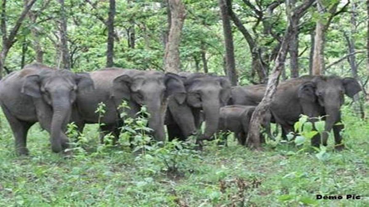 वन अफसरों को पता नहीं मादा हथनी करती है दल का नेतृत्व, छत्तीसगढ़ में हाथी-मानव संघर्ष रोकने नई गाइडलाइन पर विवाद