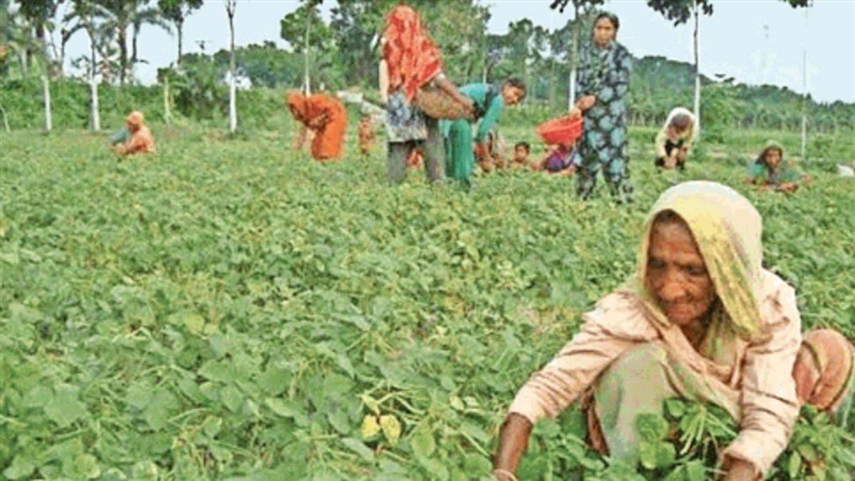 Moong Purchase in Madhya Pradesh: मूंग खरीदी पंजीयन को लेकर किसान परेशान, फसल कटाई हुई शुरू