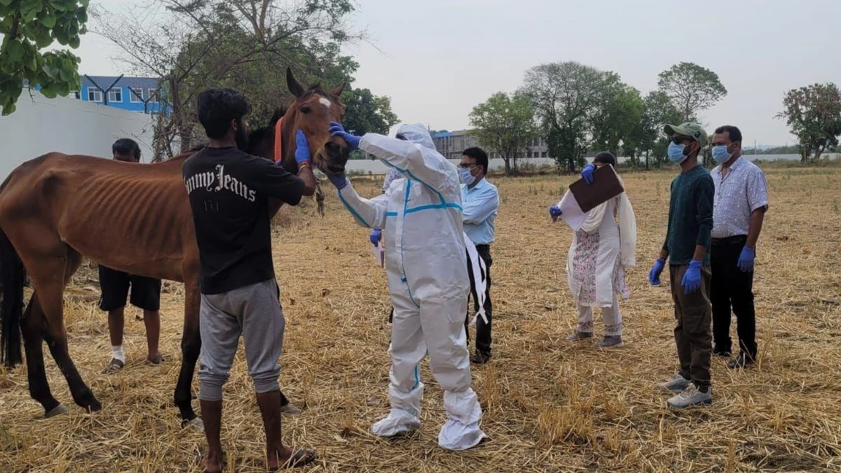 Symptoms like corona found in horses in MP's Jabalpur, 8 killed ... 15 feet below the ground