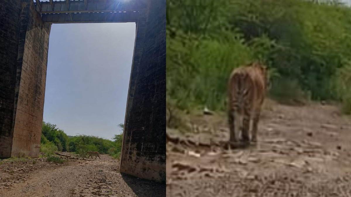 ग्वालियर: फोटो में एआई से लगा दिया 'टाइगर', जिससे पटरी पर दूर काम कर रहा दोस्त पास आ जाएं, तीन दिन हड़कंप