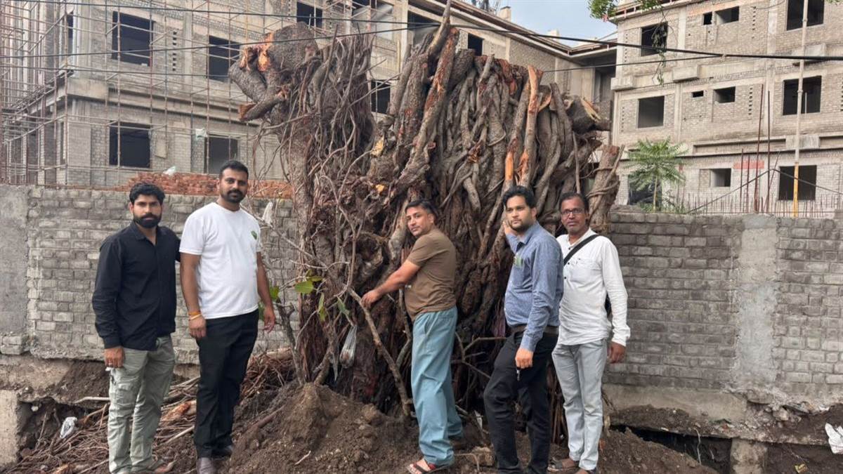 देवास में 200 साल पुराने बरगद के पेड़ को बचाने आगे आई ग्रीन आर्मी, उसी स्थान पर फिर खड़ा किया