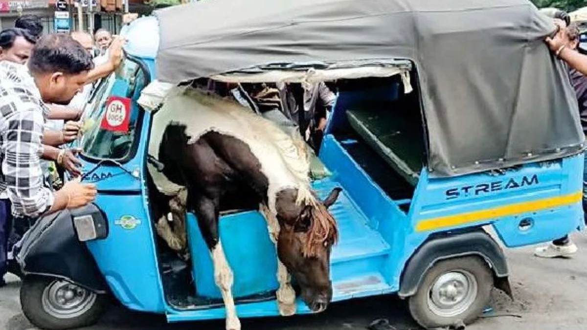 MP के जबलपुर में सड़क पर भिड़े 2 घोड़े... सवारियों से भरे ऑटो में जा घुसा, लोग हुए घायल