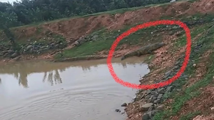 तालाब में मगरमच्छ की AI से तैयार की फोटो, वायरल कर लोगों में फैलाया डर, वन विभाग की रेस्क्यू टीम पहुंची तो खुली पोल, गिरफ्तार