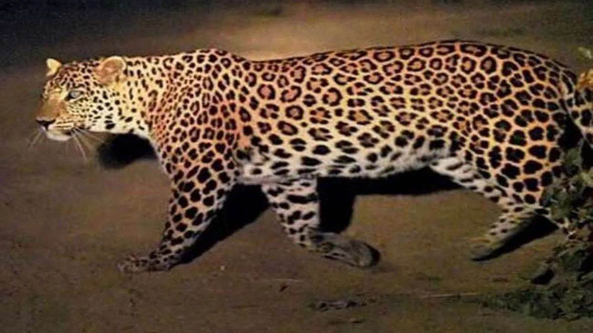 Chhindwara News: हाउसिंग बोर्ड कालोनी तेंदुए ने किया हिरण का शिकार, वन  विभाग ने पकड़ने के लिए लगाया पिंजरा - Chhindwara News Housing Board Colony  leopard hunted deer forest ...