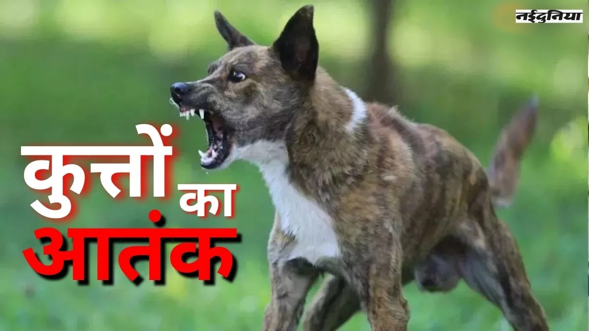 Dog Bite News: रायपुर में आवारा आतंक... रोजाना 100 से ज्यादा लोग पहुंच रहे अस्पताल, स्टॉक में इंजेक्शन सीमित