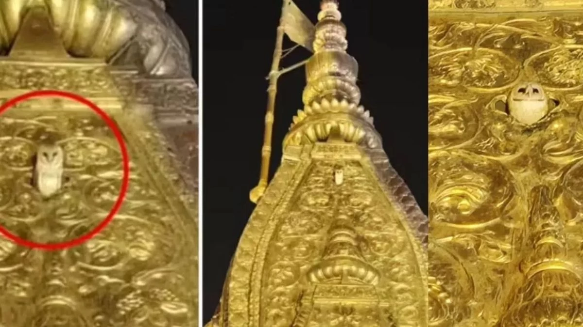 काशी विश्वनाथ मंदिर पर दिखा सफेद उल्लू क्या देता है संकेत, आपके लिए शुभ या अशुभ जानें