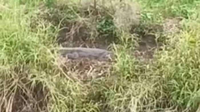 जबलपुर के खंदारी जलाशय में धूप सेंकता मिला चार फीट लंबा मगरमच्छ, दहशत में ग्रामीण