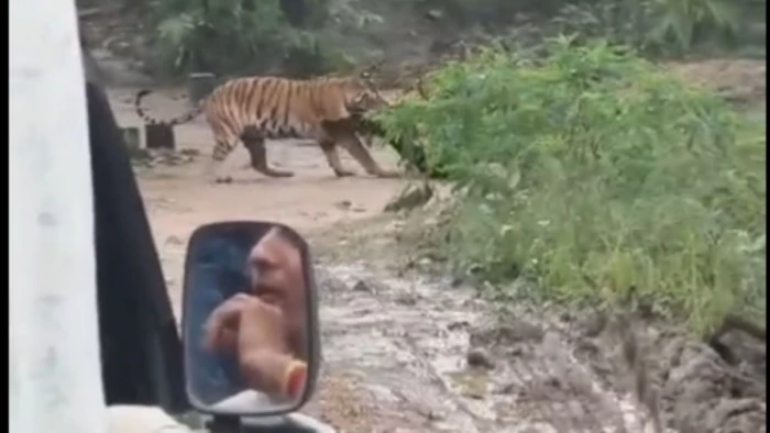 सिवनी के पेंच टाइगर रिजर्व : खवासा बफर जोन में 'जुगनी' बाघिन का शिकार, वीडियो हुआ वायरल